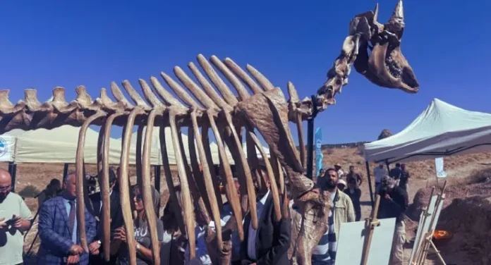 Ancient Saber-Toothed Tiger Fossil Discovered in Kayseri: 7.7 Million Years Old