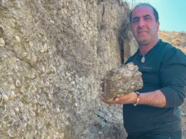 Ancient Marine Fossils Unearthed in Erzurum