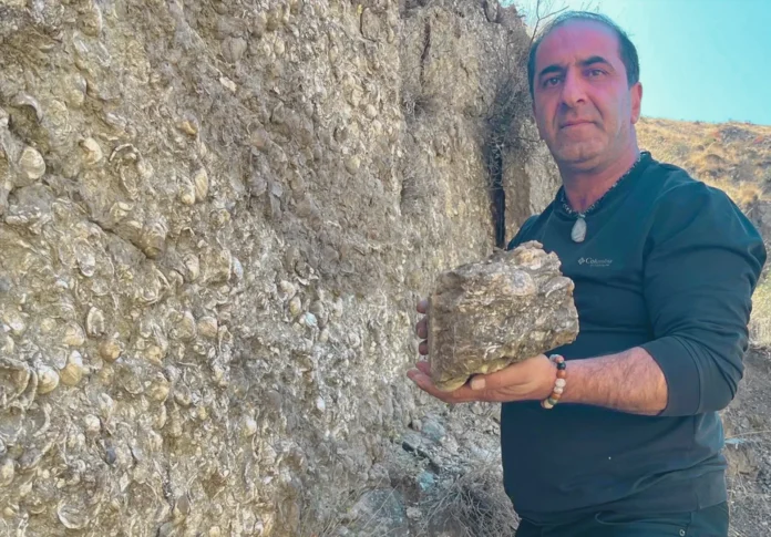 Ancient Marine Fossils Unearthed in Erzurum Ancient Marine Fossils Unearthed in Erzurum