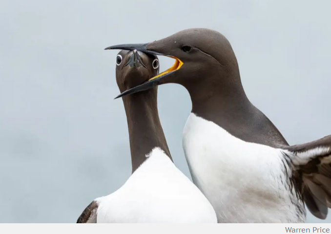 Wildlife Comedy Awards 2025: Funniest Animal Photos Revealed