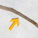 430,000-year-old wooden tools