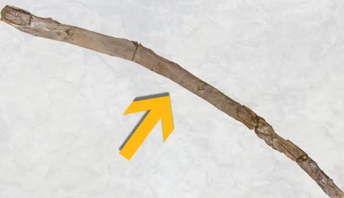 430,000-year-old wooden tools