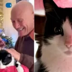 Lost cat Spain story