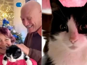 Lost cat Spain story