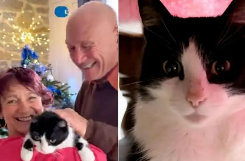 Lost cat Spain story stuns Europe as feline walks 250 km to return home