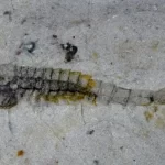 Huayuan biota fossils