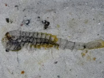 Huayuan biota fossils