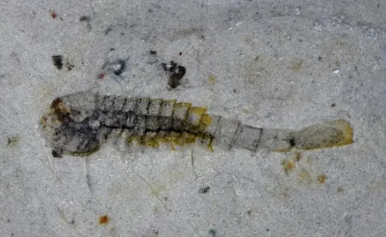 Huayuan biota fossils