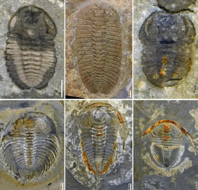Huayuan biota fossils