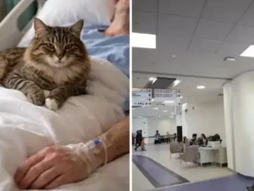 Cat Fell From Ceiling