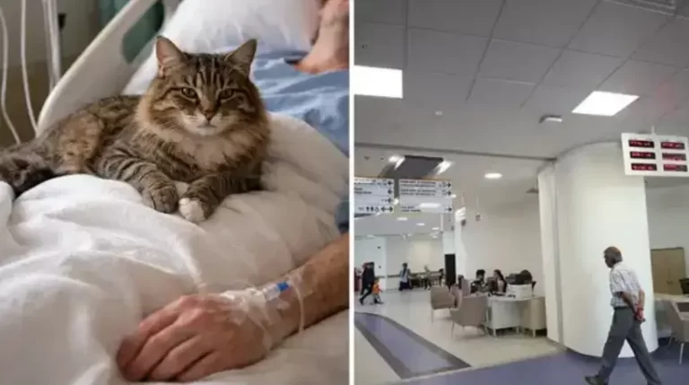 Cat Fell From Ceiling