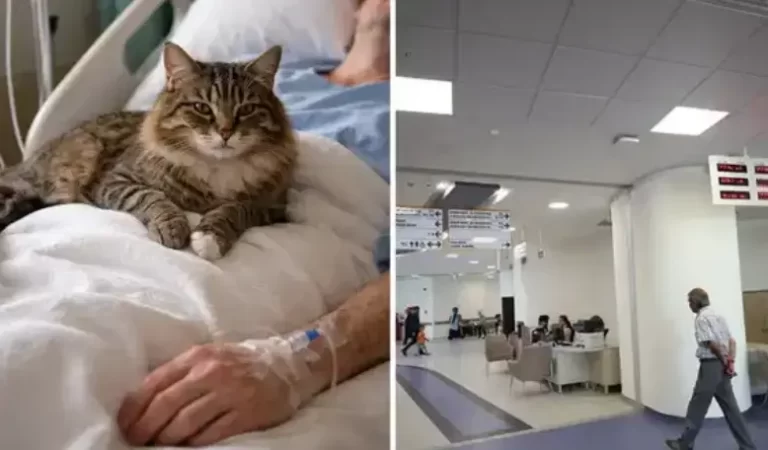 Cat Fell From Ceiling, Hospital Ordered to Pay Compensation