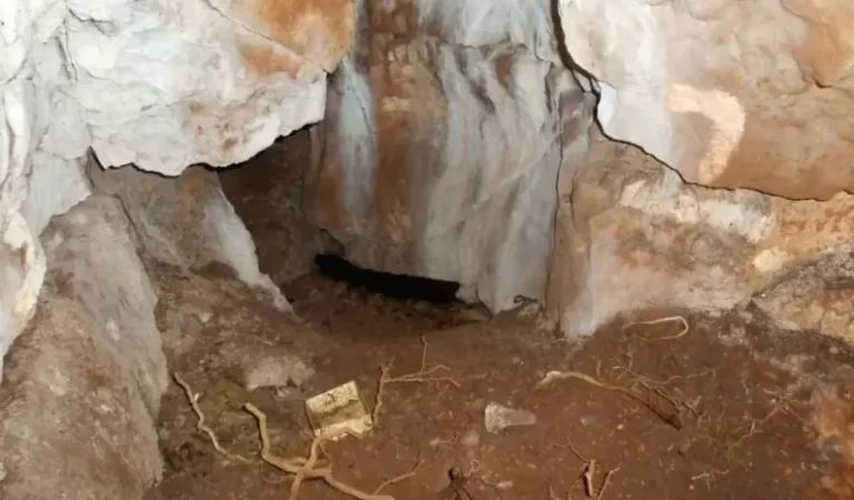 11,000-year-old girl identified by DNA as North Britain’s oldest known individual