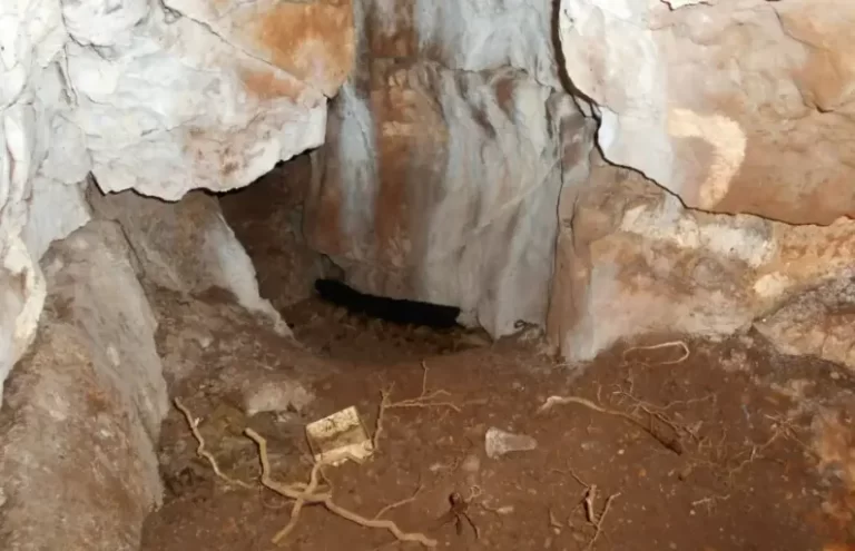 11,000-year-old girl identified by DNA as North Britain’s oldest known individual