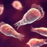 Brain-Eating Amoeba