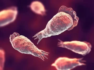 Brain-Eating Amoeba
