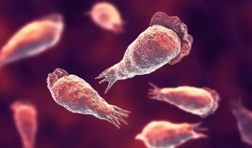 Brain-Eating Amoeba Naegleria Fowleri Sparks Alarm as Death Rate Hits 99%