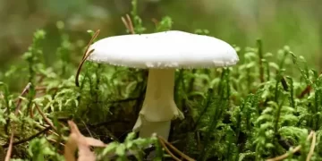 Mushroom Has Become a More Skilled Killer, Study Finds
