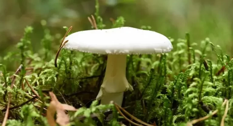Mushroom Has Become a More Skilled Killer, Study Finds