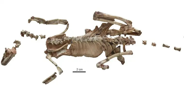 Alnashetri cerropoliciensis