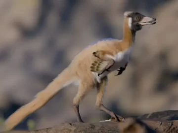 Alnashetri cerropoliciensis