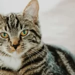 Cats Are Not Attached to Owners