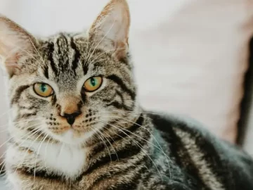 Cats Are Not Attached to Owners