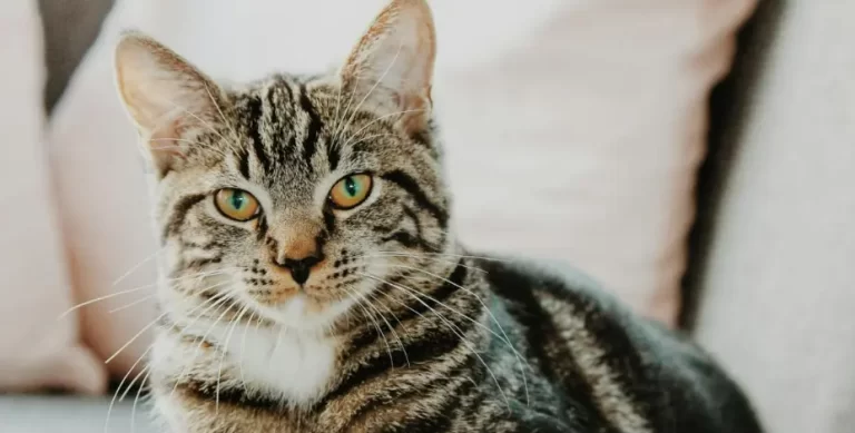 Cats Are Not Attached to Owners