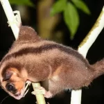 Lost Marsupial Species