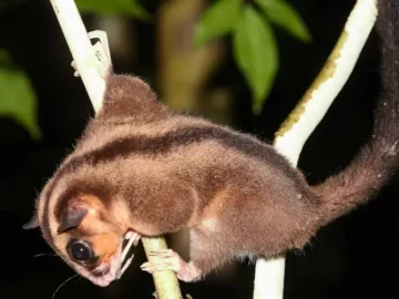 Lost Marsupial Species