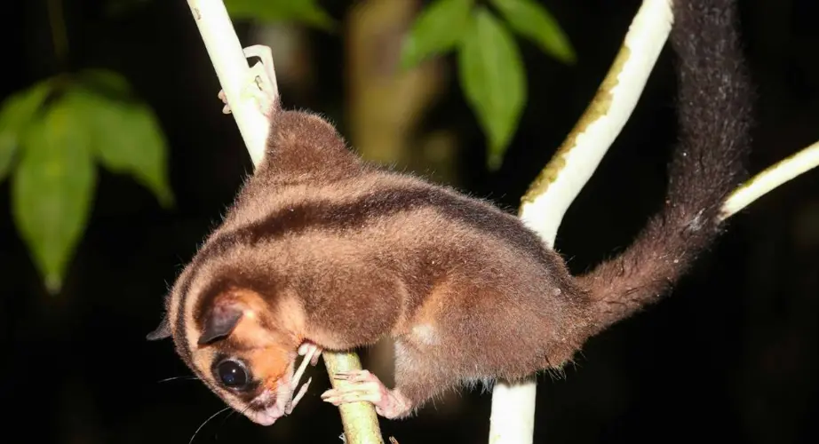 Lost Marsupial Species