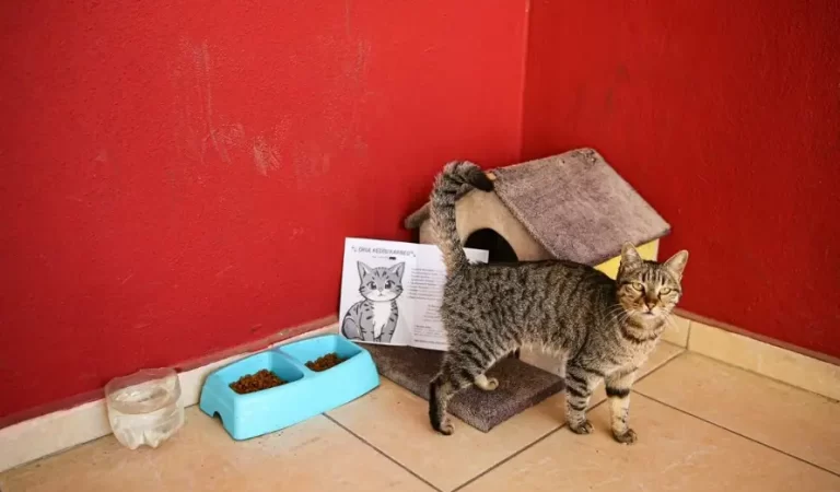 Pakize the Cat Becomes the 470th Student at a Turkish High School