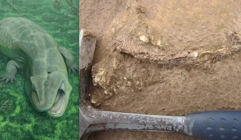 Scientists Discover Tanyka amnicola, a Strange Crooked-Jaw Creature From 275 Million Years Ago