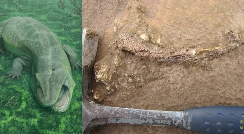 Scientists Discover Tanyka amnicola, a Strange Crooked-Jaw Creature From 275 Million Years Ago