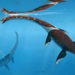 Plesionectes Longicollum