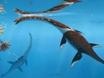 Plesionectes Longicollum