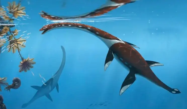 Plesionectes Longicollum