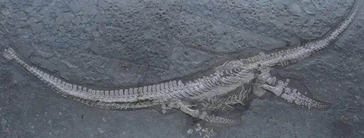 Plesionectes Longicollum