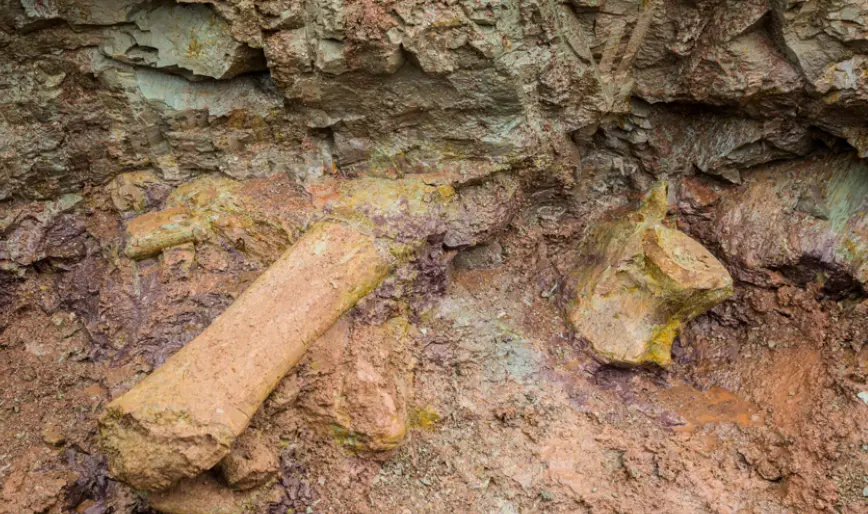 New Dinosaur Species