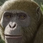 Egypt Fossil Monkey Origin Discovery Challenges Evolution Theory
