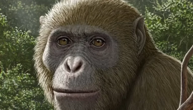 Egypt Fossil Monkey Origin Discovery Challenges Evolution Theory