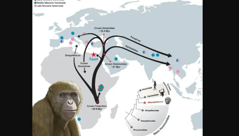 Egypt Fossil Monkey Origin Discovery Challenges Evolution Theory