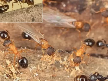 Temnothorax kinomurai