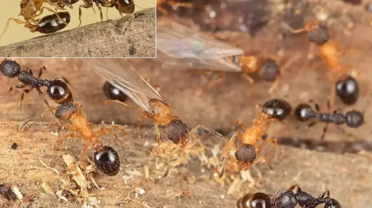 Temnothorax kinomurai