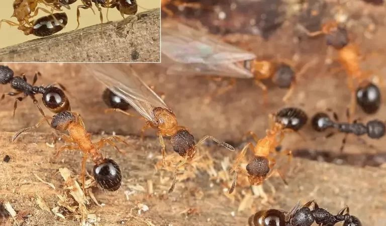 Temnothorax kinomurai: The Ant Species Made Entirely of Queens